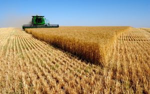 Код 11110000000: Отходы при выращивании зерновых и зернобобовых культур