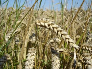 Код 11110000000: Отходы при выращивании зерновых и зернобобовых культур