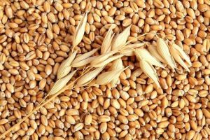 Код 11112001495: зерноотходы твердой пшеницы