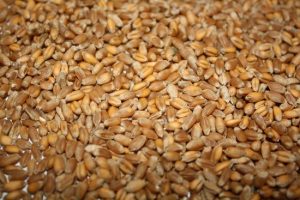 Код 11112001495: зерноотходы твердой пшеницы