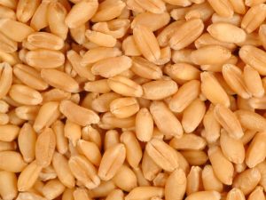 Код 11112002495: зерноотходы мягкой пшеницы