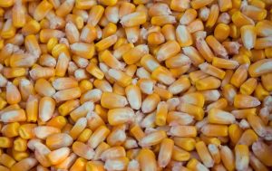 Код 11112004495: зерноотходы кукурузы