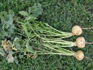Код 11121002235: ботва от корнеплодов, другие подобные растительные остатки при выращивании овощей, загрязненные землей
