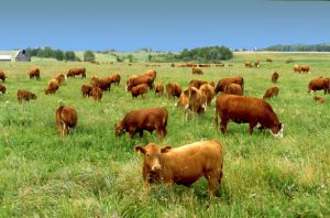 Код 11210000000: Отходы разведения крупного рогатого скота