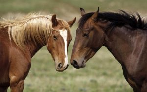 Код 11220000000: Отходы разведения и содержания лошадей и прочих животных семейства лошадиных отряда непарнокопытных