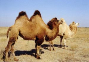 Код 11230000000: Отходы разведения верблюдов и прочих животных семейства верблюжьих