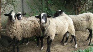 Код 11240000000: Отходы разведения овец и коз